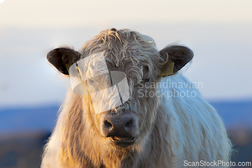 Image of galloway calf portrait in the orange colors of sunset