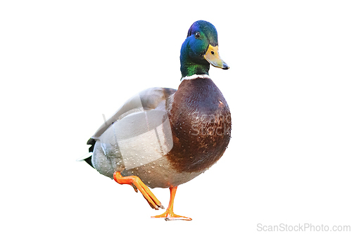 Image of isolated mallard duck