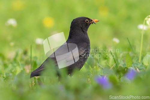 Image of male blackbird foraging for earthworms on green lawn