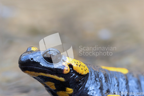 Image of portrait of fire salamander in natural habitat