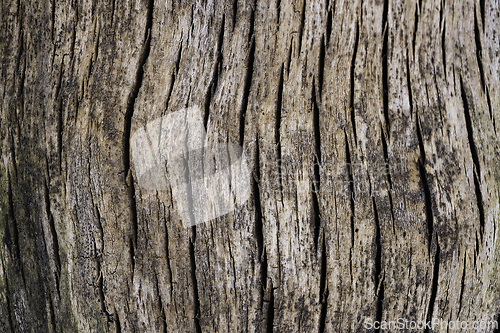 Image of texture of a tree stump