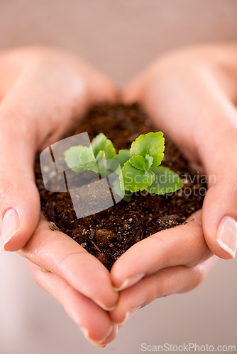 Image of Hands, plant and soil with nature, future and hope for growth and sustainability. Person, environment and leaf for support, accountability and earth day development or green energy with startup