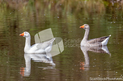 Image of Greylag goose or graylag goose (Anser anser), Departement Cundinamarca. Wildlife and birdwatching in Colombia.