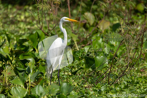 Image of Great egret (Ardea alba), Cesar department. Wildlife and birdwatching in Colombia.