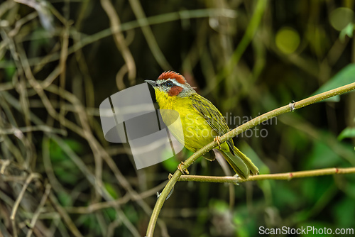 Image of Rufous-capped warbler (Basileuterus rufifrons), Barichara, Santander department. Wildlife and birdwatching in Colombia