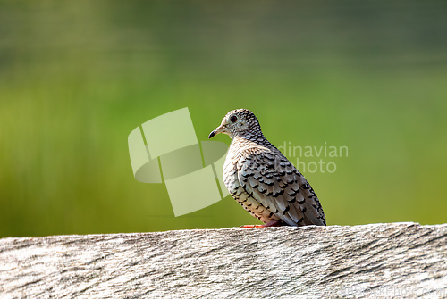 Image of Scaled dove (Columbina squammata), Cesar department. Wildlife and birdwatching in Colombia