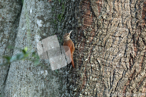 Image of Straight-billed woodcreeper (Dendroplex picus), Rionegro, Antioquia Columbia.