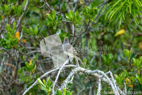 Image of Yellow-bellied elaenia (Elaenia flavogaster), Barichara, Santander department. Wildlife and birdwatching in Colombia