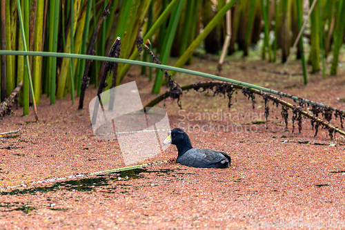 Image of Andean coot (Fulica ardesiaca), Ecoparque Sabana, Cundinamarca department. Wildlife and birdwatching in Colombia.