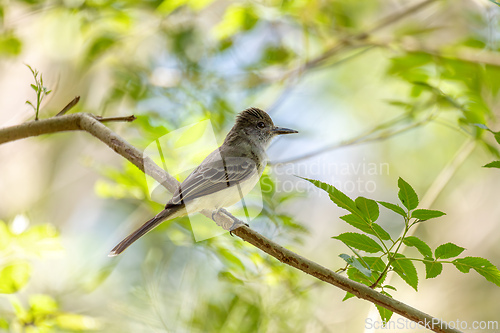 Image of Short-crested flycatcher (Myiarchus ferox), Barichara, Santander department. Wildlife and birdwatching in Colombia.