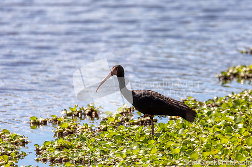 Image of Bare-faced ibis (Phimosus infuscatus), Ecoparque Sabana, Cundinamarca department. Wildlife and birdwatching in Colombia.