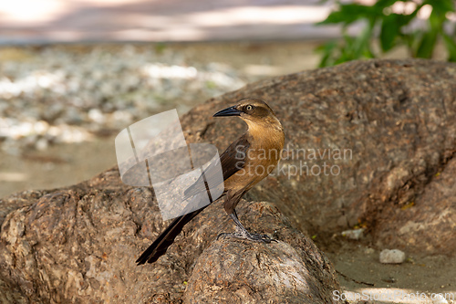 Image of Great-tailed grackle (Quiscalus mexicanus), Santa Marta Magdalena department. Wildlife and birdwatching in Colombia.