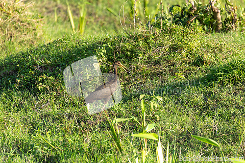 Image of Limpkin (Aramus guarauna), Magdalena river, Wildlife and birdwatching in Colombia.