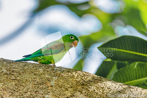 Image of Orange-chinned parakeet (Brotogeris jugularis), Rionegro, Antioquia department. Wildlife and birdwatching in Colombia.