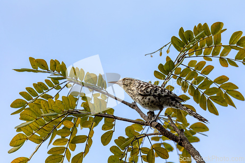 Image of Stripe-backed wren (Campylorhynchus nuchalis), Magdalena department. Wildlife and birdwatching in Colombia.