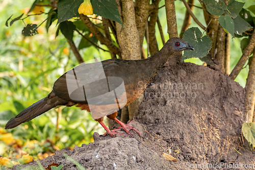 Image of Sickle-winged guan (Chamaepetes goudotii), Valle Del Cocora, Quindio Department. Wildlife and birdwatching in Colombia