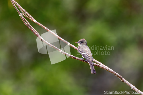 Image of Eastern wood pewee (Contopus virens), Ecoparque Sabana, Cundinamarca department. Wildlife and birdwatching in Colombia