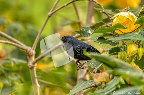 Image of White-sided flowerpiercer (Diglossa albilatera), Valle Del Cocora, Quindio Department. Wildlife and birdwatching in Colombia.