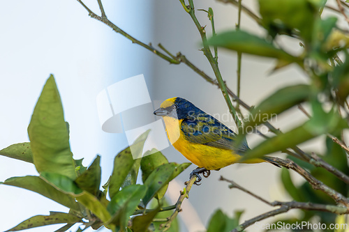 Image of Thick-billed euphonia (Euphonia laniirostris). Rionegro, Antioquia Columbia