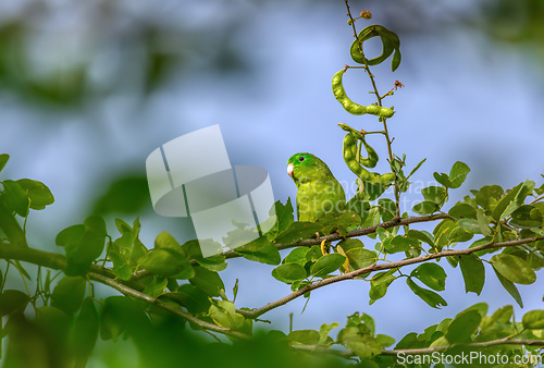 Image of Spectacled parrotlet (Forpus conspicillatus), Barichara, Santander department. Wildlife and birdwatching in Colombia