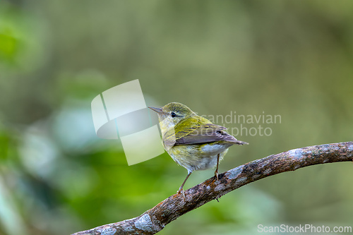 Image of Tennessee warbler (Leiothlypis peregrina), Minca, Sierra Nevada de Santa Marta. Wildlife and birdwatching in Colombia.