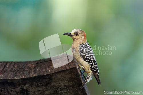 Image of Red-crowned woodpecker (Melanerpes rubricapillus), Rionegro, Antioquia Columbia