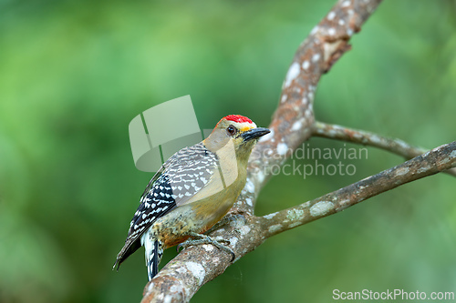 Image of Red-crowned woodpecker (Melanerpes rubricapillus), Minca, Sierra Nevada de Santa Marta, Wildlife and birdwatching in Colombia