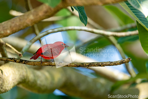 Image of Summer tanager (Piranga rubra), Antioquia department, Wildlife and birdwatching in Colombia.