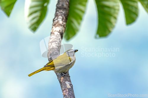 Image of Buff-throated saltator (Saltator maximus), Minca, Sierra Nevada de Santa Marta. Wildlife and birdwatching in Colombia.