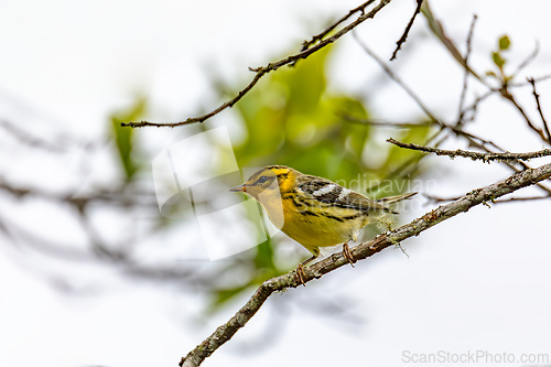 Image of Blackburnian warbler (Setophaga fusca), Guatavita, Cundinamarca department. Wildlife and birdwatching in Colombia.