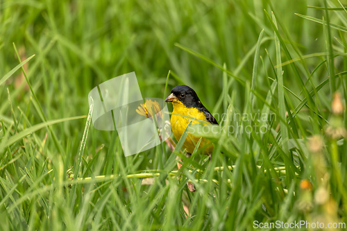 Image of Lesser goldfinch (Spinus psaltria), Valle Del Cocora, Quindio Department. Wildlife and birdwatching in Colombia