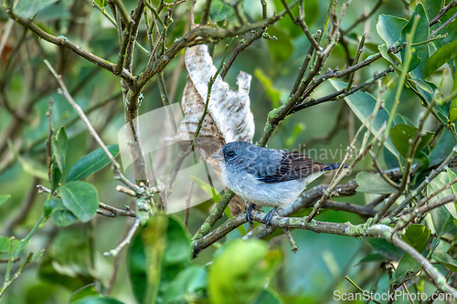 Image of Plain-colored tanager (Tangara inornata), Rionegro, Antioquia department, Wildlife and birdwatching in Colombia.