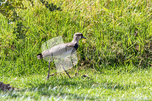 Image of Southern lapwing (Vanellus chilensis), Ecoparque Sabana, Cundinamarca department. Wildlife and birdwatching in Colombia.