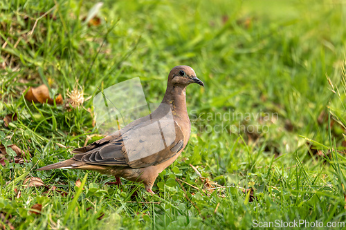 Image of Eared dove (Zenaida auriculata), Valle Del Cocora, Quindio Department. Wildlife and birdwatching in Colombia