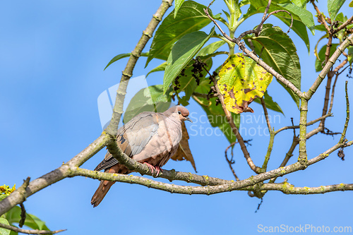 Image of Eared dove (Zenaida auriculata), Ecoparque Sabana, Cundinamarca department. Wildlife and birdwatching in Colombia