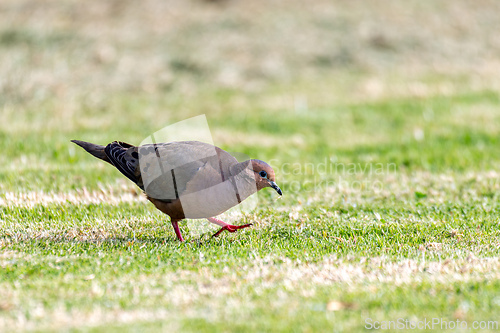 Image of Eared dove (Zenaida auriculata), Ecoparque Sabana, Cundinamarca department. Wildlife and birdwatching in Colombia