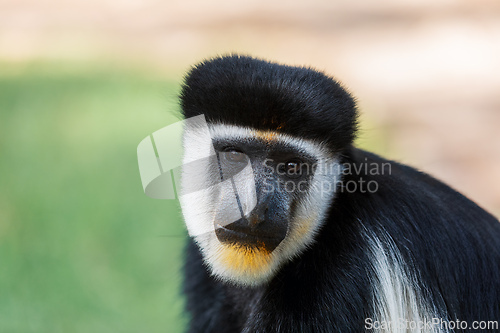 Image of Mantled guereza (Colobus guereza), Lake Awassa, Ethiopia, Africa wildlife