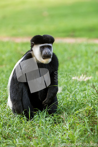 Image of Mantled guereza (Colobus guereza), Lake Awassa, Ethiopia, Africa wildlife