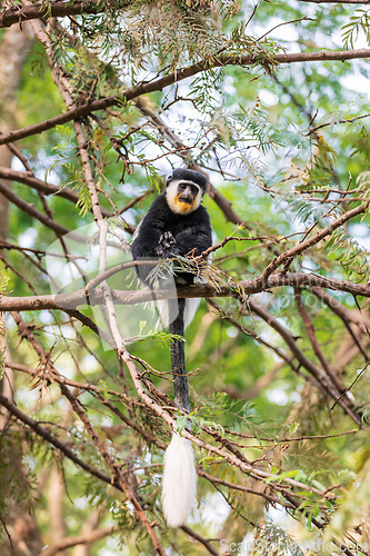 Image of Mantled guereza (Colobus guereza), Lake Awassa, Ethiopia, Africa wildlife