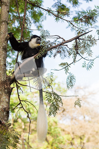 Image of Mantled guereza (Colobus guereza), Lake Awassa, Ethiopia, Africa wildlife