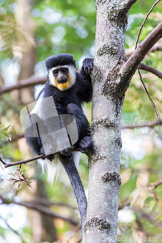 Image of Mantled guereza (Colobus guereza), Lake Awassa, Ethiopia, Africa wildlife