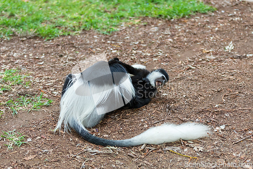 Image of Mantled guereza (Colobus guereza), Lake Awassa, Ethiopia, Africa wildlife