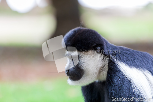 Image of Mantled guereza (Colobus guereza), Lake Awassa, Ethiopia, Africa wildlife