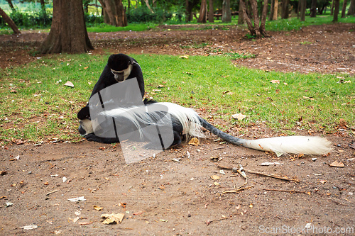 Image of Mantled guereza (Colobus guereza), Lake Awassa, Ethiopia, Africa wildlife