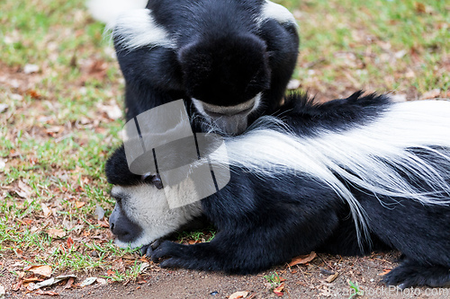 Image of Mantled guereza (Colobus guereza), Lake Awassa, Ethiopia, Africa wildlife