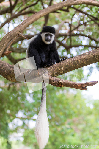 Image of Mantled guereza (Colobus guereza), Lake Awassa, Ethiopia, Africa wildlife