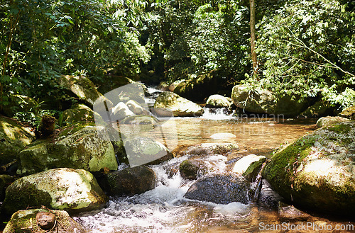 Image of River, rainforest and trees on landscape with sunshine, growth and sustainability in summer with rocks. Water, leaves and earth in tropical jungle with environment, ecology and nature in Colombia