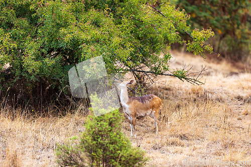 Image of Menelik bushbuck (Tragelaphus scriptus meneliki), Ethiopia, Africa wilderness