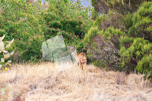 Image of Menelik bushbuck (Tragelaphus scriptus meneliki), Ethiopia, Africa wilderness