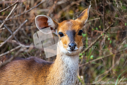 Image of Menelik bushbuck (Tragelaphus scriptus meneliki), Ethiopia, Africa wilderness